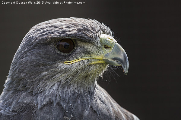 Grey Eagle Buzzard headshot Picture Board by Jason Wells