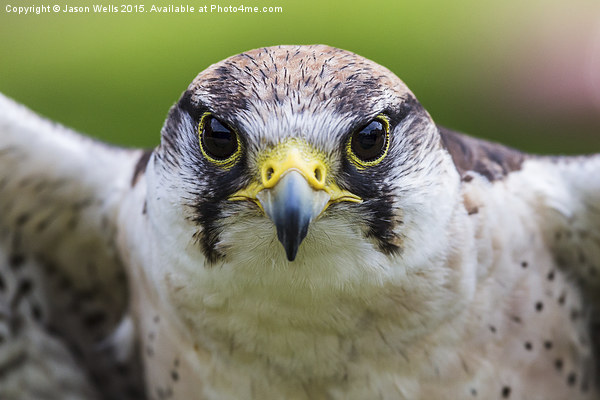 Close-up of a Peregrine falcon Picture Board by Jason Wells