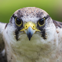 Buy canvas prints of Close-up of a Peregrine falcon by Jason Wells