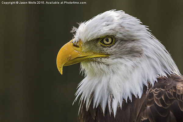 Portrait of a Bald Eagle Picture Board by Jason Wells