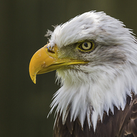 Buy canvas prints of Portrait of a Bald Eagle by Jason Wells
