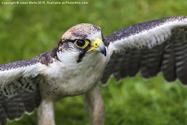 Peregrine falcon Picture Board by Jason Wells