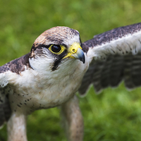 Buy canvas prints of Peregrine falcon by Jason Wells