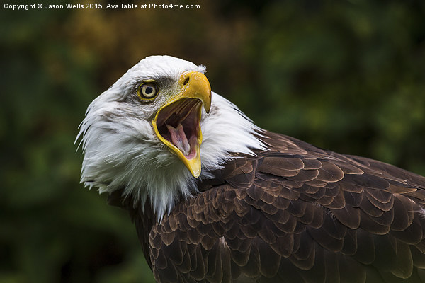 A Bald Eagle squawking Picture Board by Jason Wells