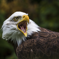 Buy canvas prints of A Bald Eagle squawking by Jason Wells