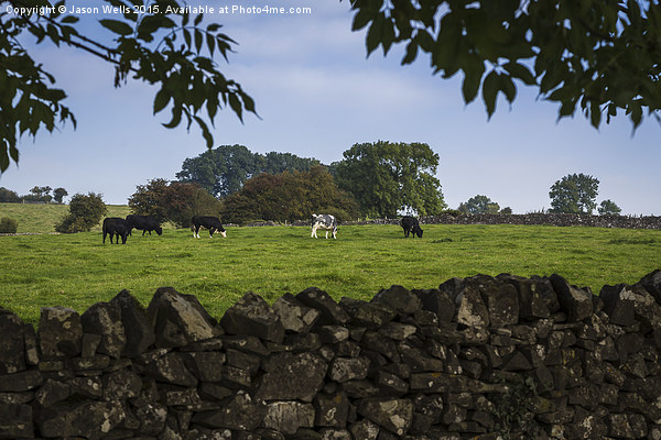 Cattle grazing in Derbyshire Picture Board by Jason Wells