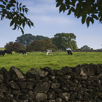 Buy canvas prints of Cattle grazing in Derbyshire by Jason Wells