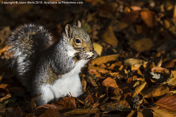 Grey Squirrel feeding Picture Board by Jason Wells