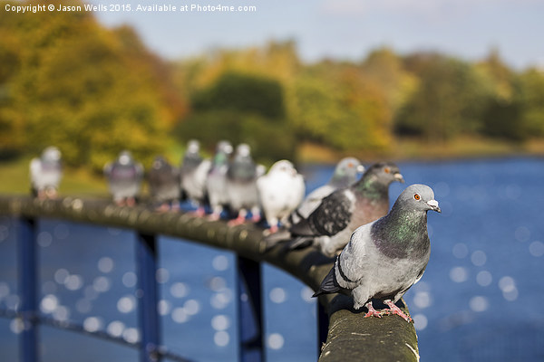 Row of pigeons lined up Picture Board by Jason Wells