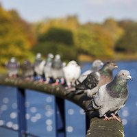 Buy canvas prints of Row of pigeons lined up by Jason Wells