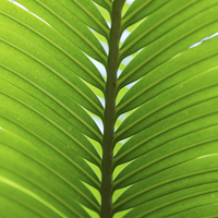 Buy canvas prints of Close-up of a palm leaf by Jason Wells