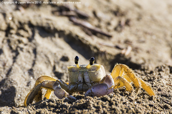 Sand crab searching the beach for food Picture Board by Jason Wells