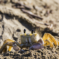 Buy canvas prints of Sand crab searching the beach for food by Jason Wells