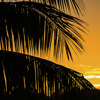 Buy canvas prints of Palm tree silhouette by Jason Wells