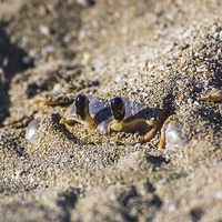 Buy canvas prints of Sand crab begins to emerge from the sand by Jason Wells