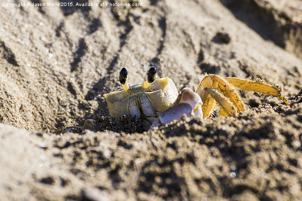 Crab going back into its burrow Picture Board by Jason Wells