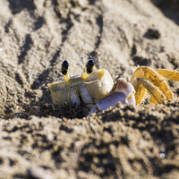 Buy canvas prints of Crab going back into its burrow by Jason Wells