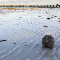 Buy canvas prints of Coconut washed up on the beach by Jason Wells