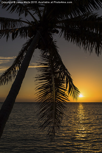 A lone palm tree at sunrise Picture Board by Jason Wells