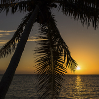 Buy canvas prints of A lone palm tree at sunrise by Jason Wells