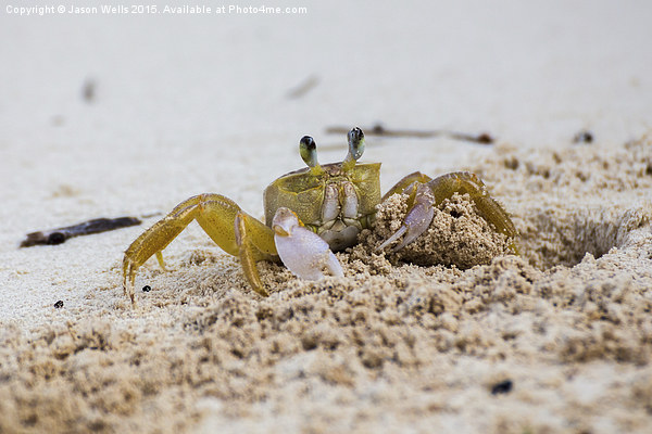Sand crab showing it's claws Picture Board by Jason Wells