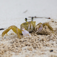 Buy canvas prints of Sand crab showing it's claws by Jason Wells