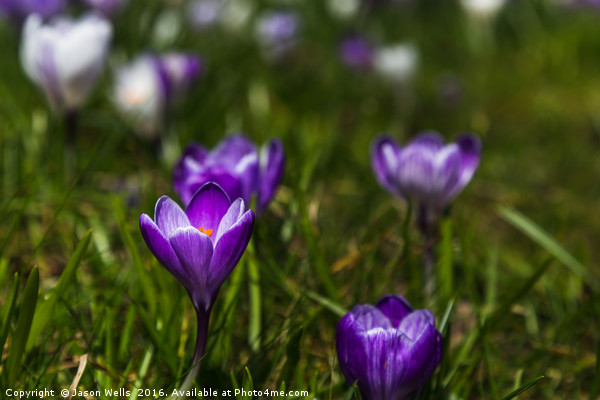 Crocuses out at Hesketh Park Picture Board by Jason Wells