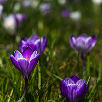 Buy canvas prints of Crocuses out at Hesketh Park by Jason Wells