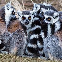 Buy canvas prints of Group of ring-tailed lemurs snoozing in the sun. by Jason Wells
