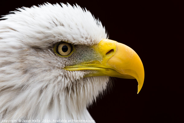 Portrait of a Bald Eagle. Picture Board by Jason Wells
