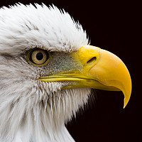 Buy canvas prints of Portrait of a Bald Eagle. by Jason Wells