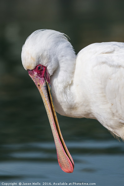 African Spoonbill up close. Picture Board by Jason Wells
