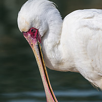 Buy canvas prints of African Spoonbill up close. by Jason Wells