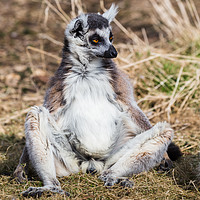 Buy canvas prints of Ring-tailed lemur soaking up the sun by Jason Wells