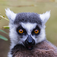Buy canvas prints of Portrait of a ring-tailed lemur by Jason Wells