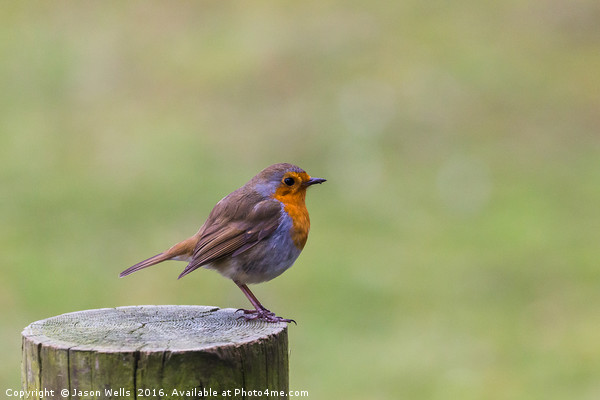A Robin perched on a fence post in Norfolk Picture Board by Jason Wells
