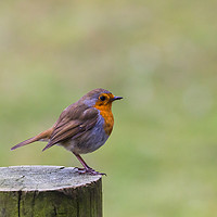 Buy canvas prints of A Robin perched on a fence post in Norfolk by Jason Wells