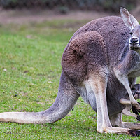 Buy canvas prints of Juvenile Red Kangaroo in its mothers pouch by Jason Wells