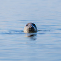 Buy canvas prints of Portrait of a grey seal by Jason Wells