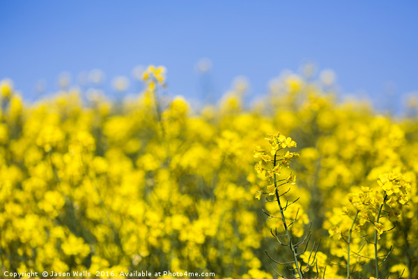 Rapeseed flowers swaying in the wind Picture Board by Jason Wells