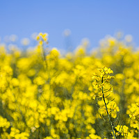 Buy canvas prints of Rapeseed flowers swaying in the wind by Jason Wells