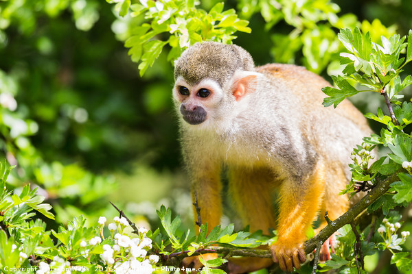 Squirrel monkey preparing to jump Picture Board by Jason Wells