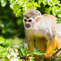 Buy canvas prints of Squirrel monkey preparing to jump by Jason Wells