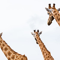 Buy canvas prints of Giraffe trio by Jason Wells