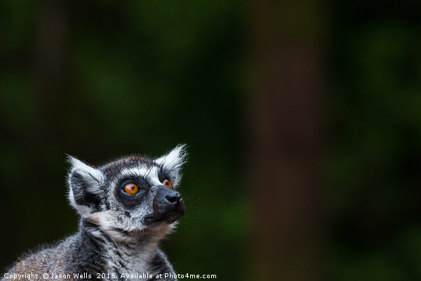 Ring-tailed lemur looking towards the sky Picture Board by Jason Wells