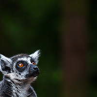 Buy canvas prints of Ring-tailed lemur looking towards the sky by Jason Wells