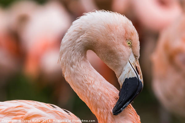 Portrait of a Chilean Flamingo Picture Board by Jason Wells
