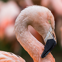 Buy canvas prints of Portrait of a Chilean Flamingo by Jason Wells