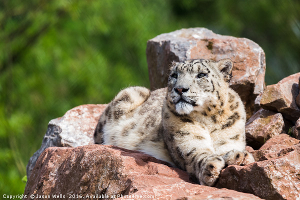 Snow Leopard in the sun Picture Board by Jason Wells
