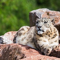 Buy canvas prints of Snow Leopard in the sun by Jason Wells
